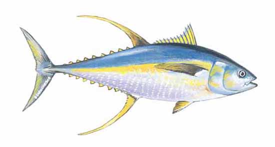 Yellowfin vs Yellowtail Tuna: A Tale of Two Tuna