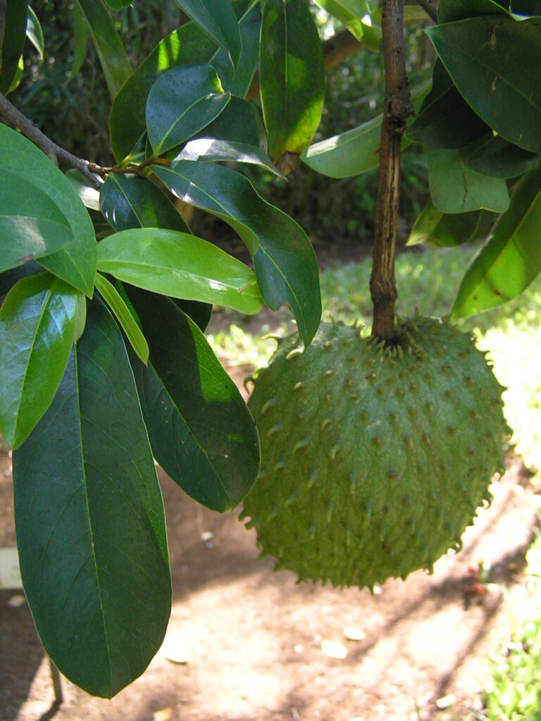 Soursop vs Custard Apple: Tropical Fruit Face-Off