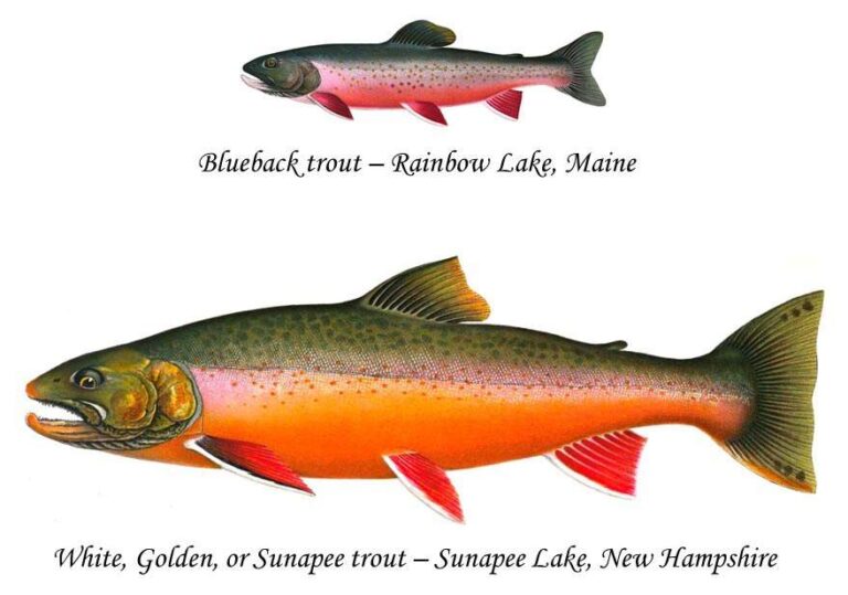 What Is Arctic Char? Discovering the Coldwater Delicacy