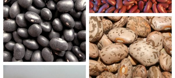 Pinto Bean vs Kidney Bean: Exploring Bean Varieties