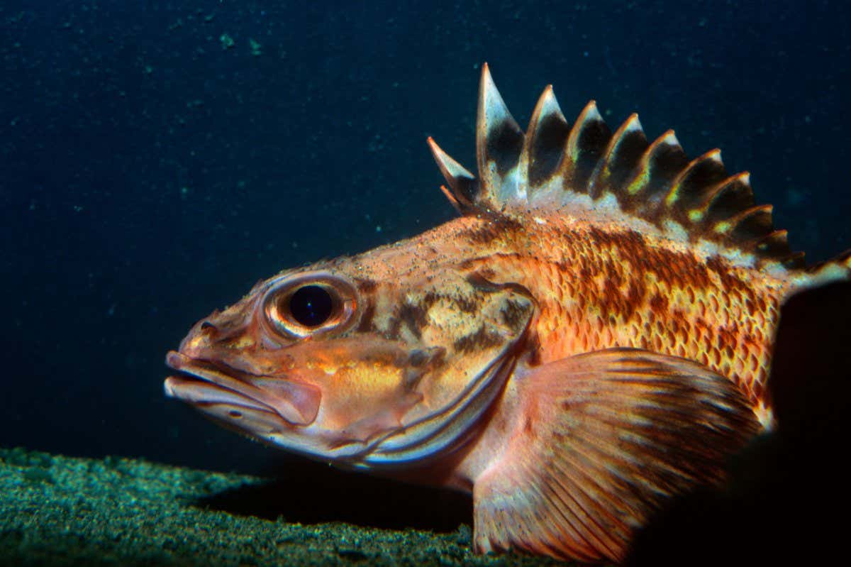 What Are Rock Fish? Exploring the Depths of Ocean Cuisine