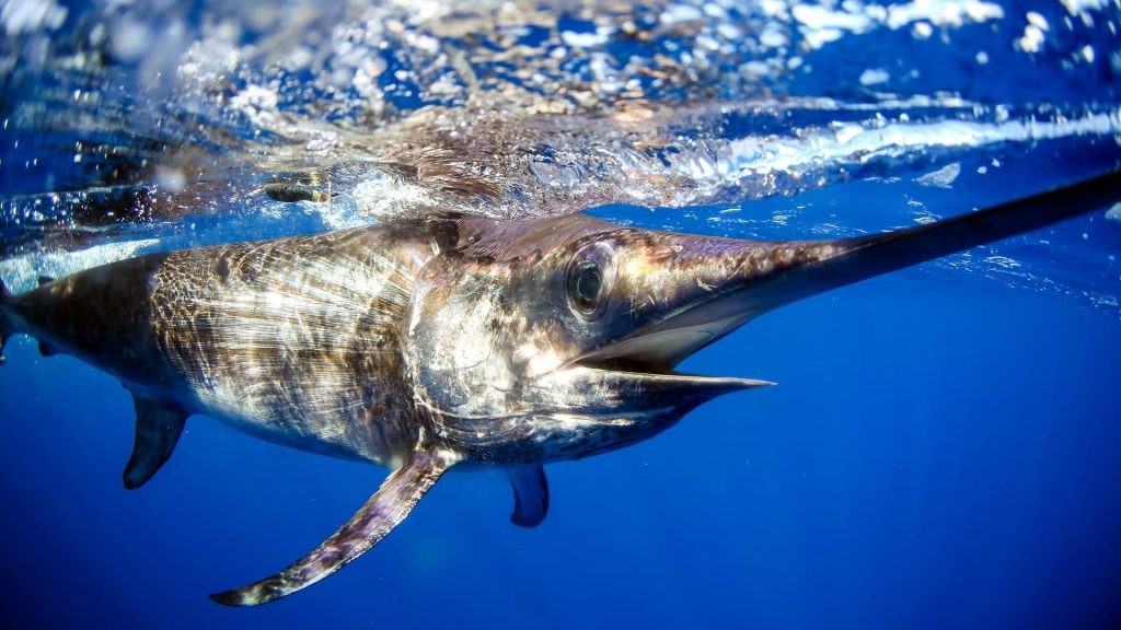 What Does Swordfish Taste Like? Exploring the Flavor of the Sea