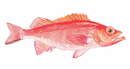 What Are Rock Fish? Exploring the Depths of Ocean Cuisine