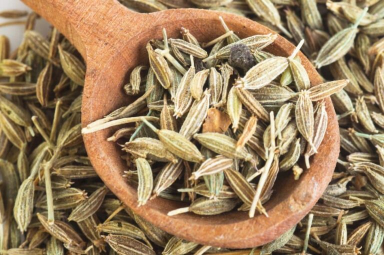 Fennel vs Caraway: Anise-Like Seeds Compared