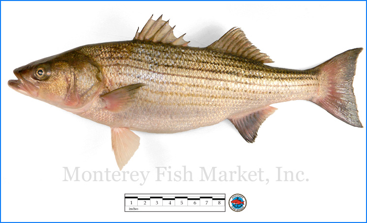 What Is Sea Bass? Exploring the Flavorful Fish