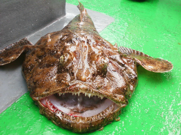 What Does Monkfish Taste Like? Exploring the Flavor of the