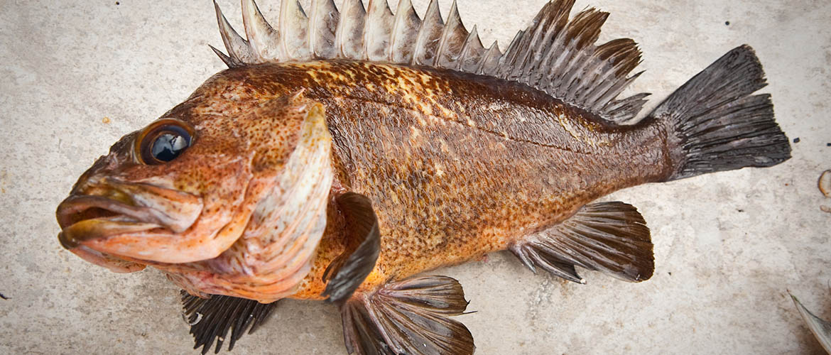 What Are Rock Fish? Exploring the Depths of Ocean Cuisine