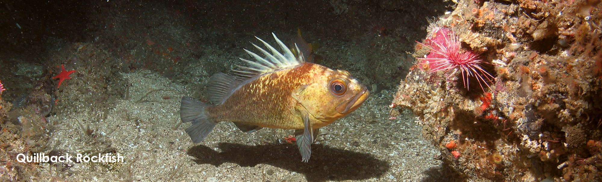 What Are Rock Fish? Exploring the Depths of Ocean Cuisine